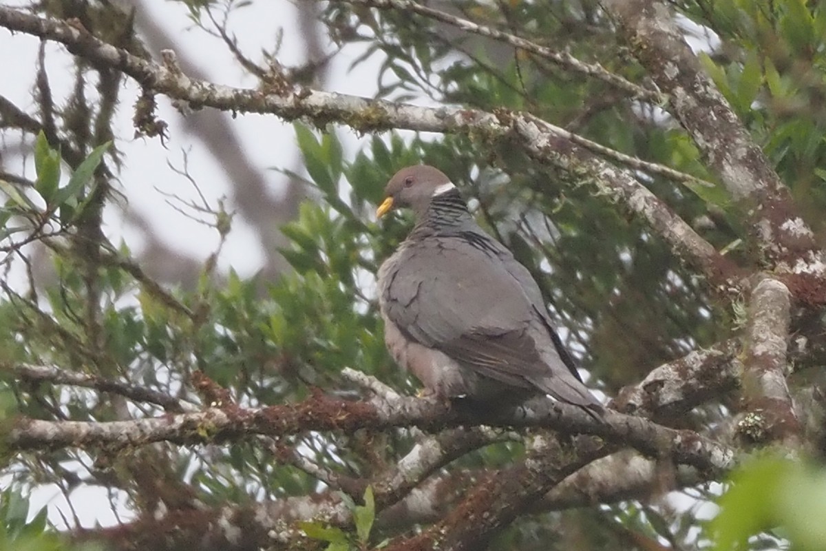 Band-tailed Pigeon - ML638349101