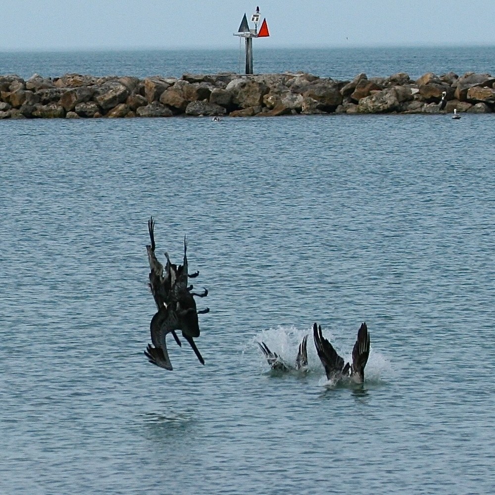 Brown Pelican - ML638349103