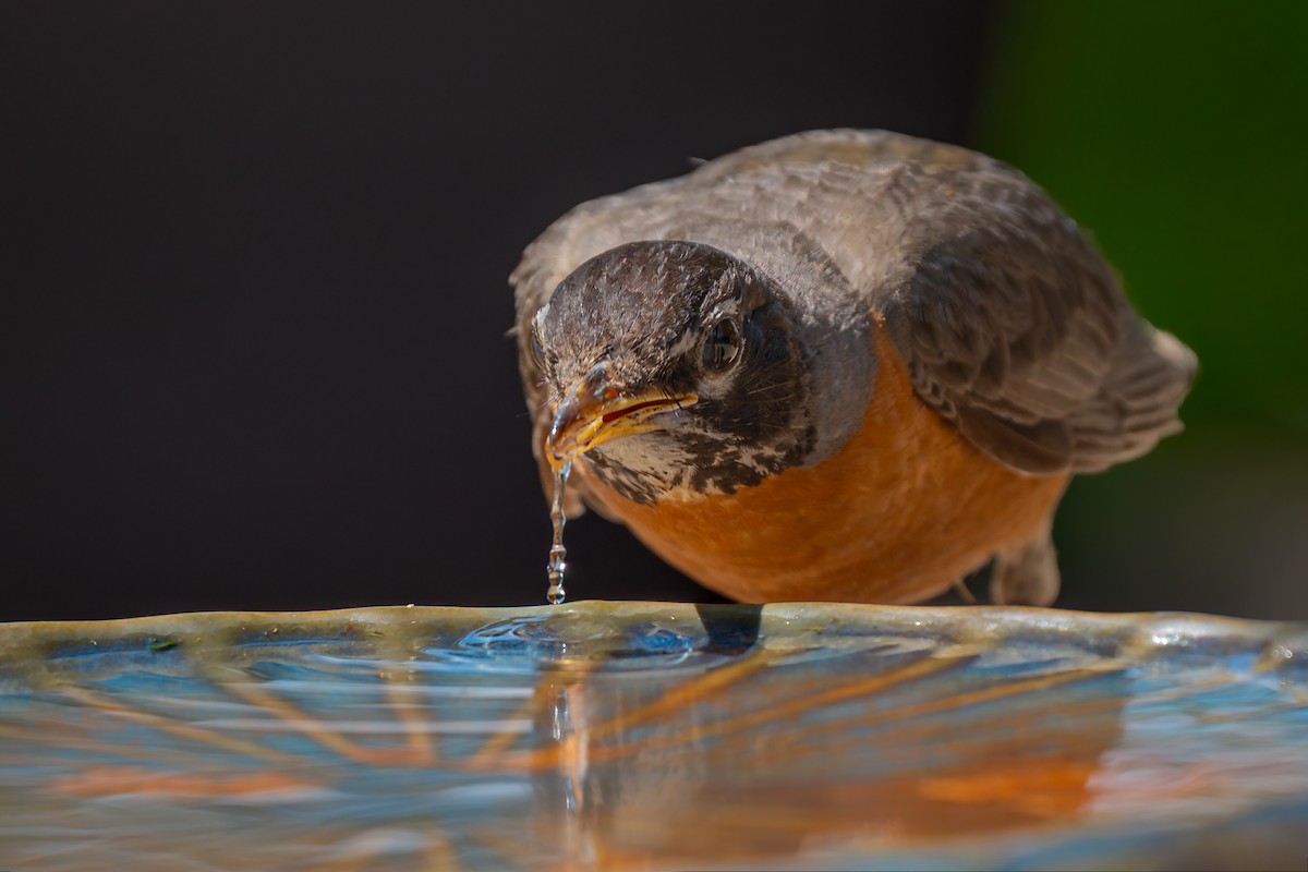 American Robin - ML638349104
