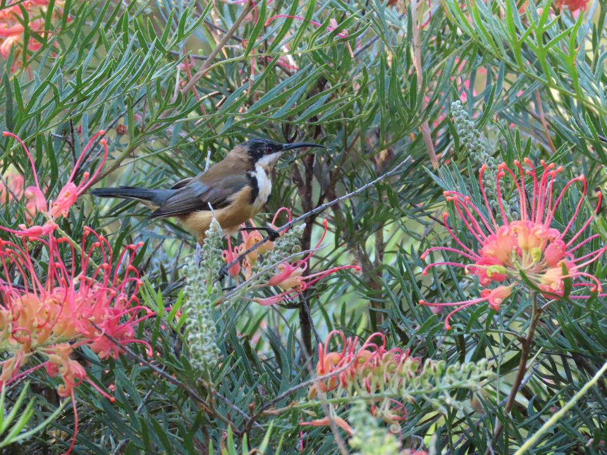 Eastern Spinebill - ML638349108