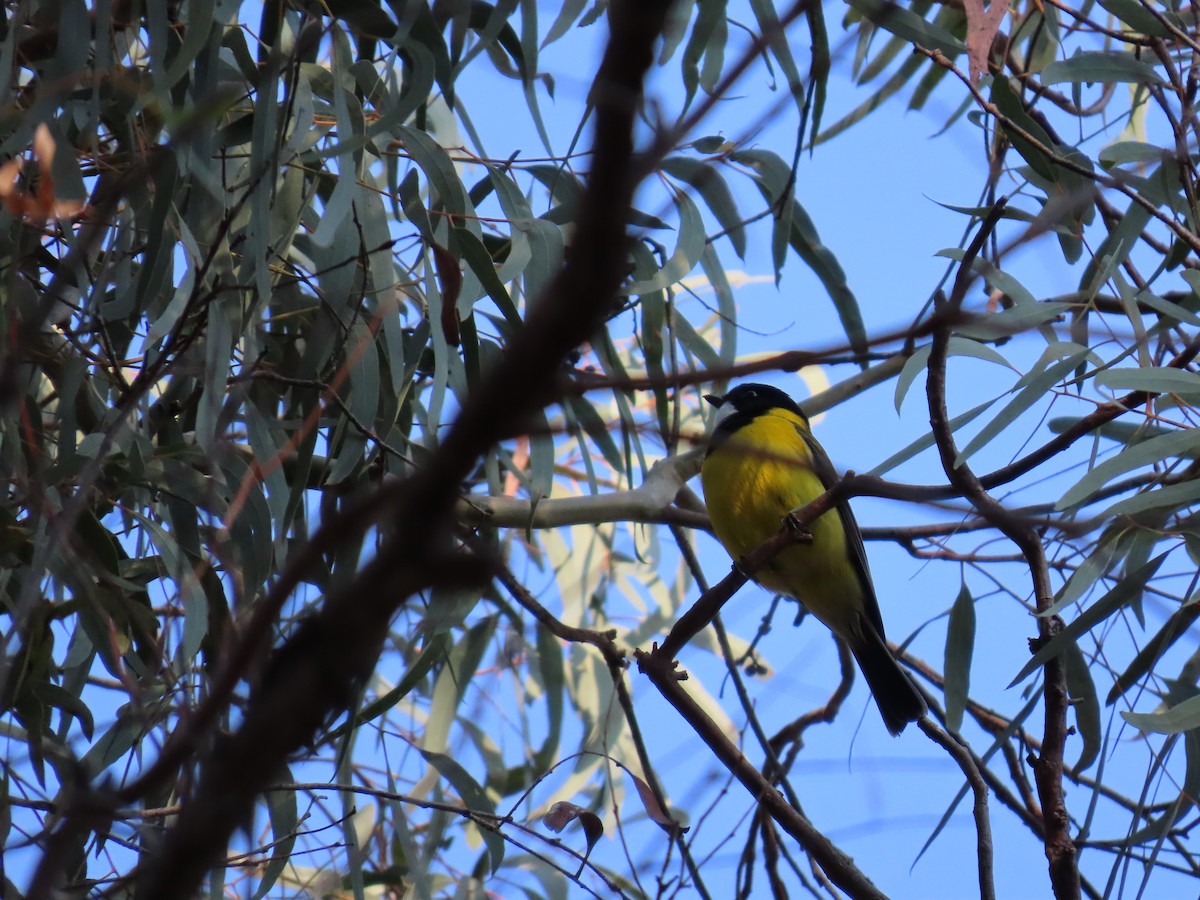 Golden Whistler - ML638349122