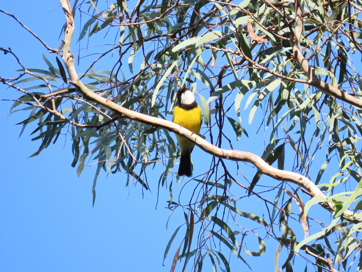 Golden Whistler - ML638349123