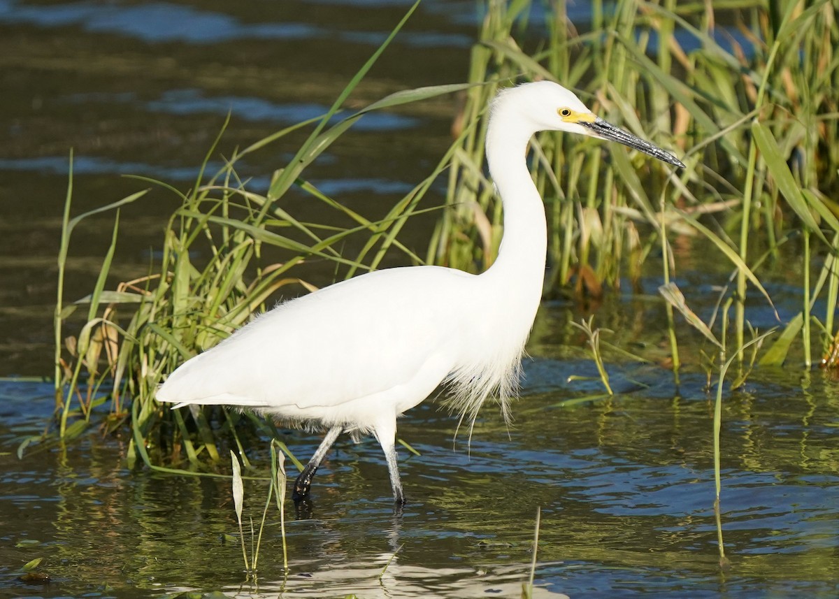 Aigrette neigeuse - ML638349144