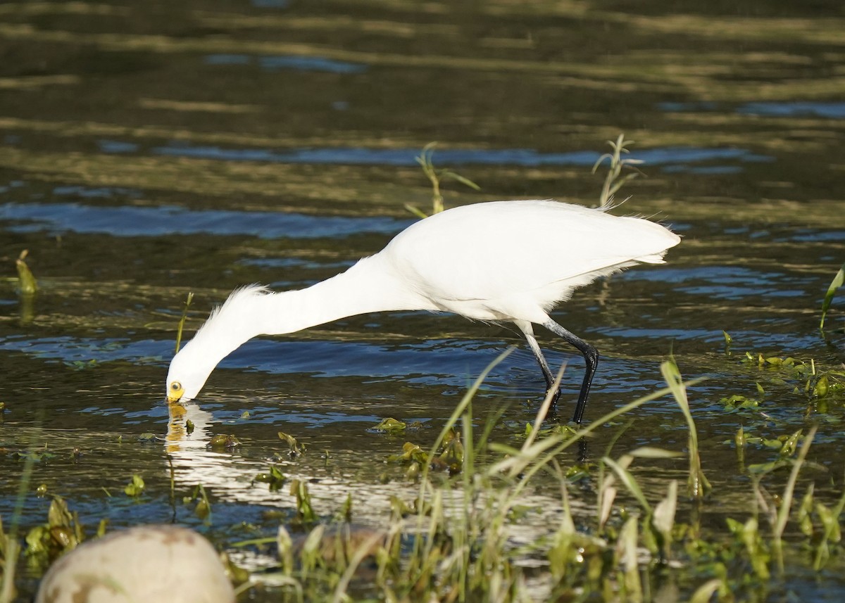 Aigrette neigeuse - ML638349145
