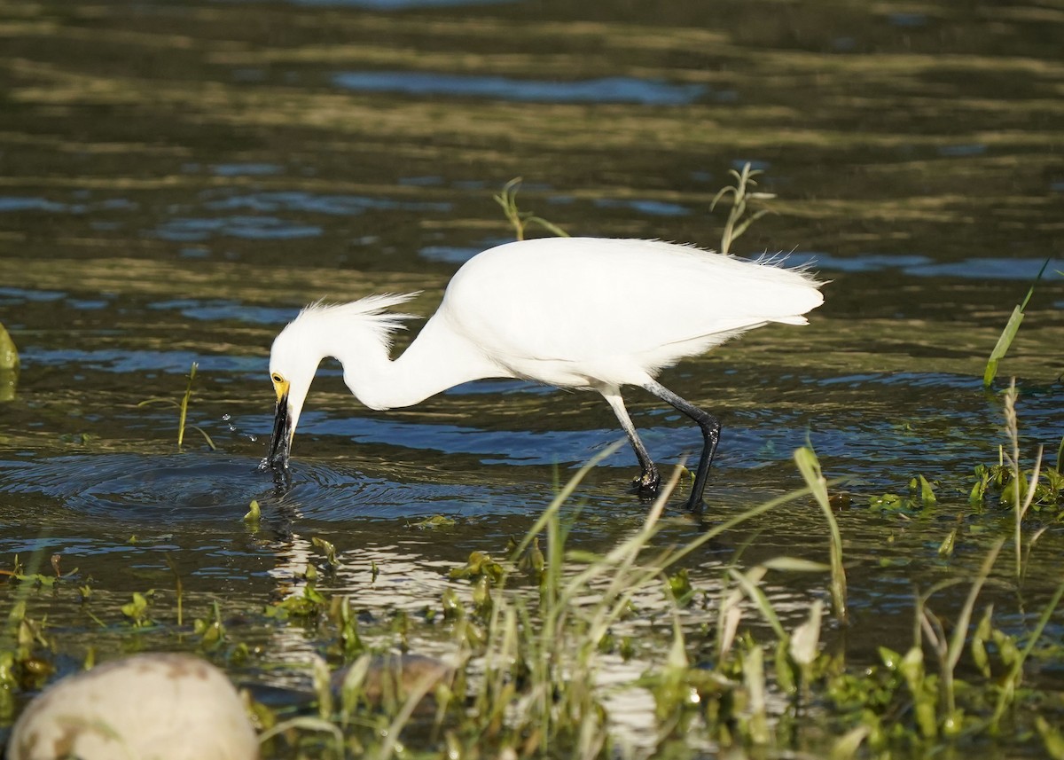 Aigrette neigeuse - ML638349147