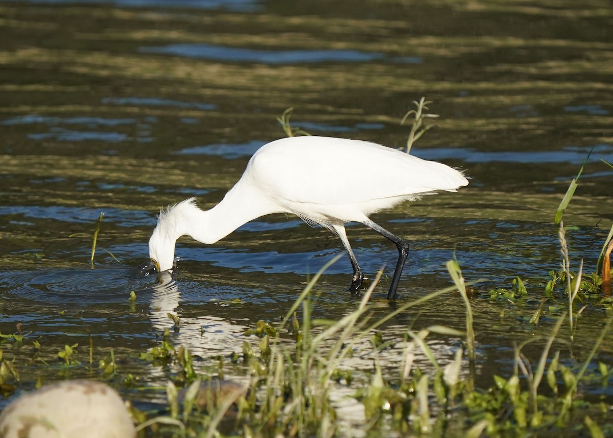Aigrette neigeuse - ML638349148