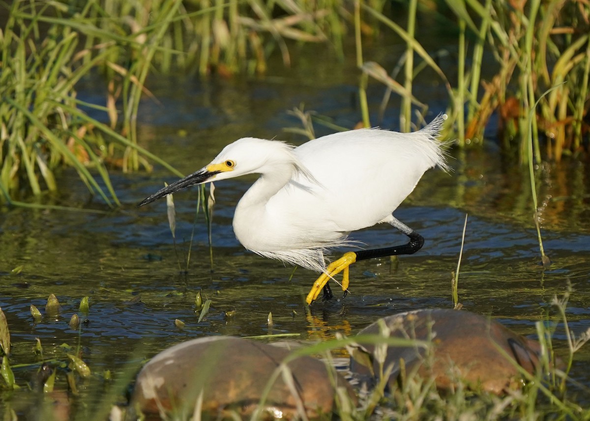 Aigrette neigeuse - ML638349150