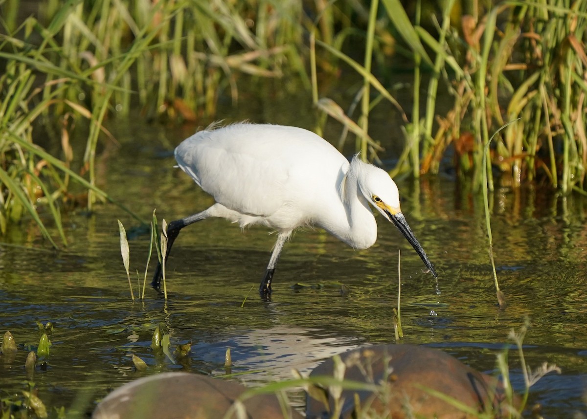 Aigrette neigeuse - ML638349151