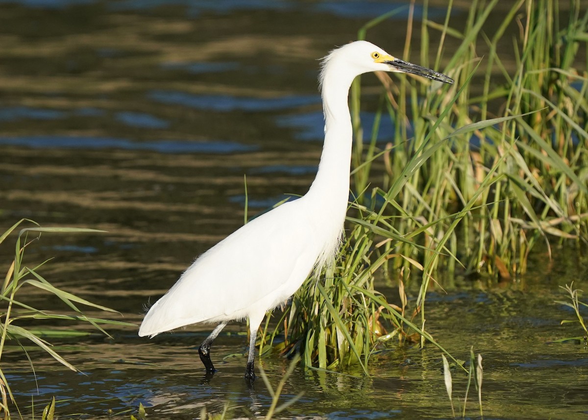 Aigrette neigeuse - ML638349153