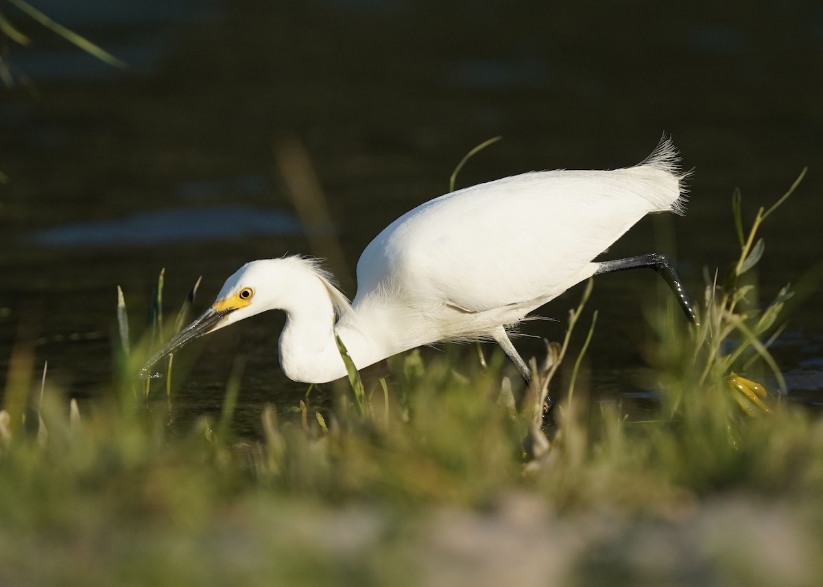 Aigrette neigeuse - ML638349154