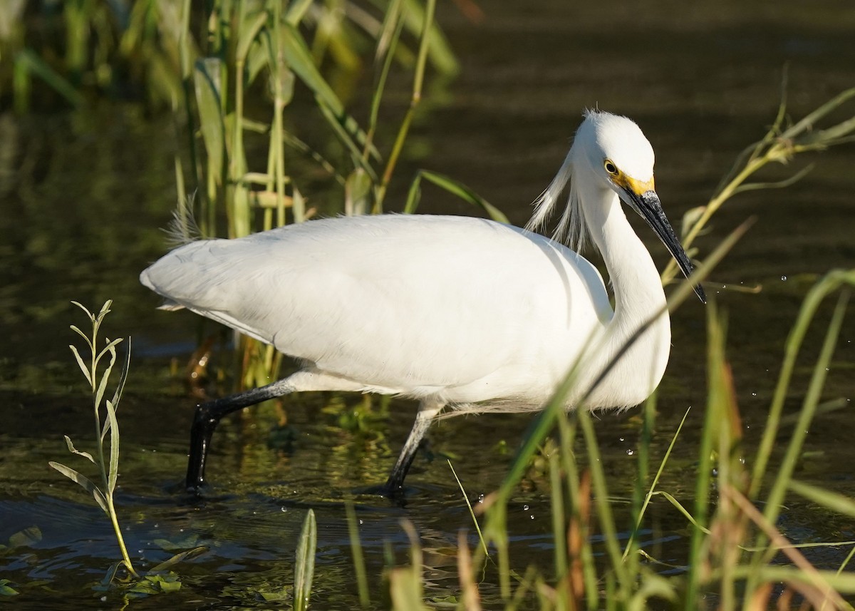 Aigrette neigeuse - ML638349155