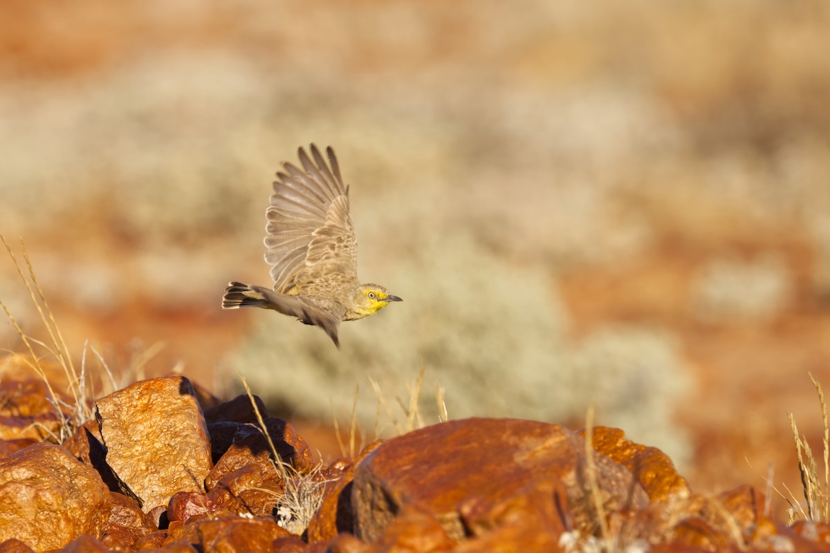 Gibberbird - ML638349169