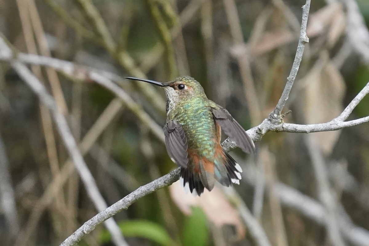 chaparralkolibri - ML638349179