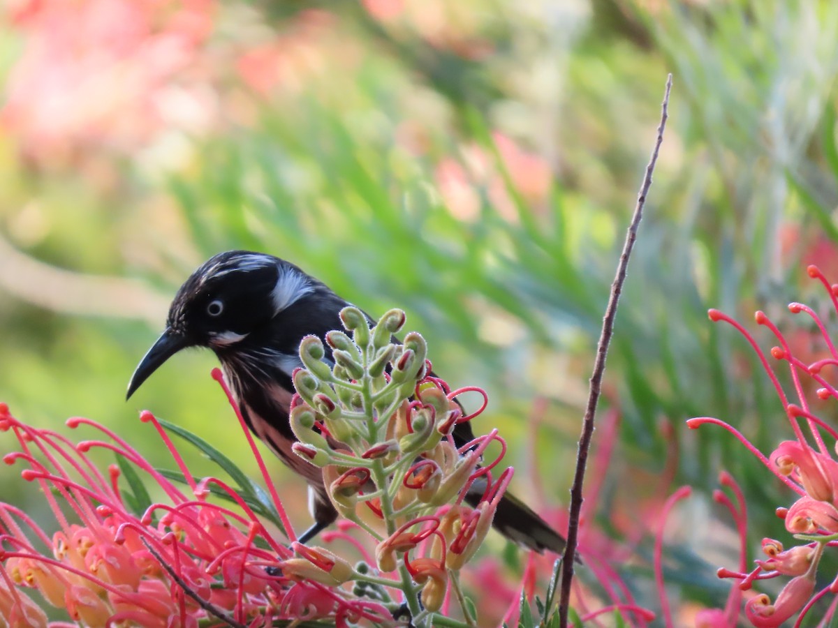 New Holland Honeyeater - ML638349183