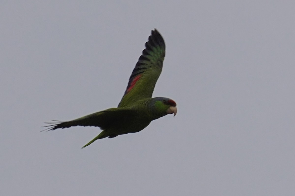 Lilac-crowned Amazon - ML638349185