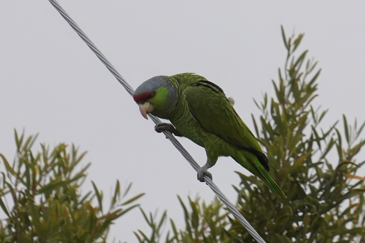 Lilac-crowned Amazon - ML638349186