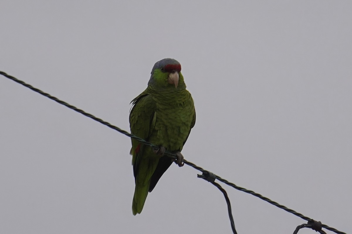 Lilac-crowned Amazon - ML638349187