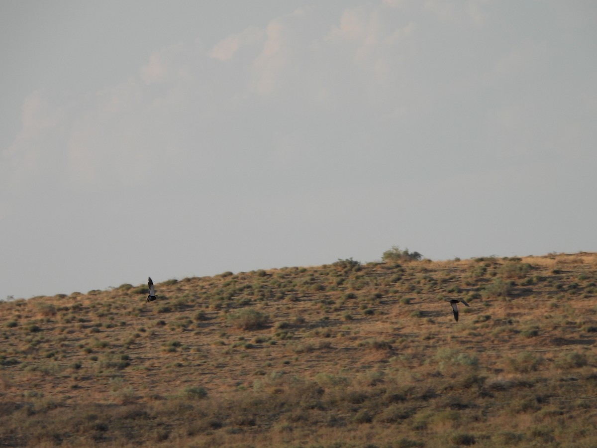 Black-bellied Sandgrouse - ML638349199