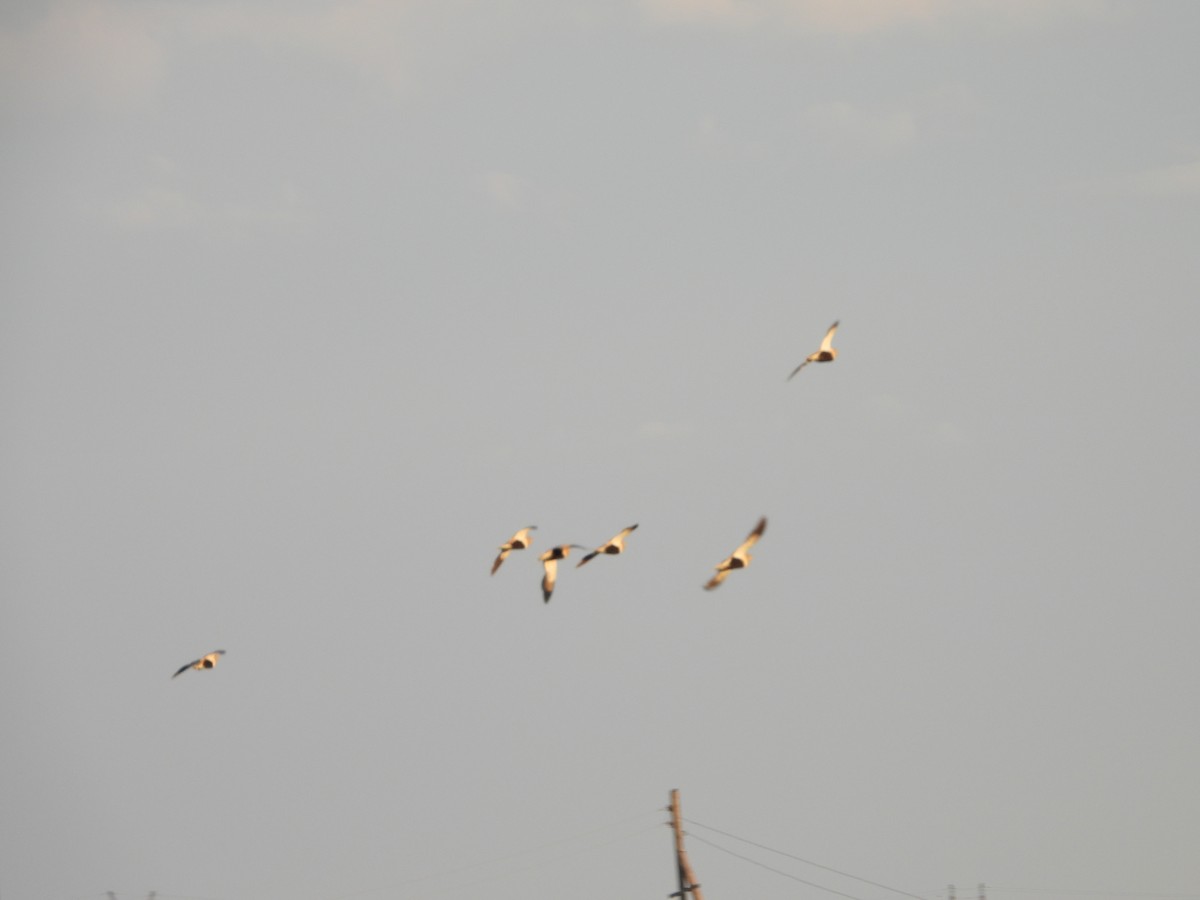 Black-bellied Sandgrouse - ML638349200