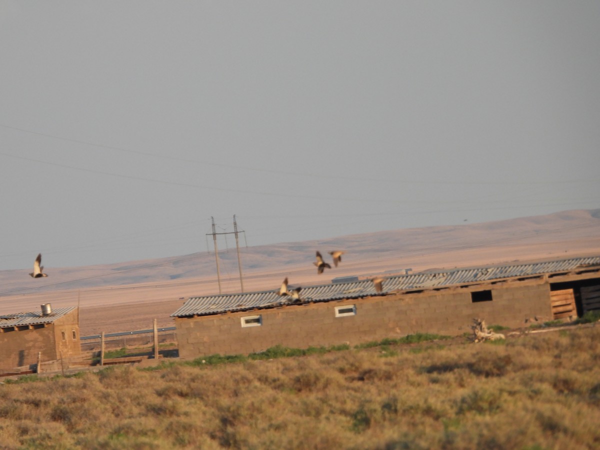 Black-bellied Sandgrouse - ML638349202