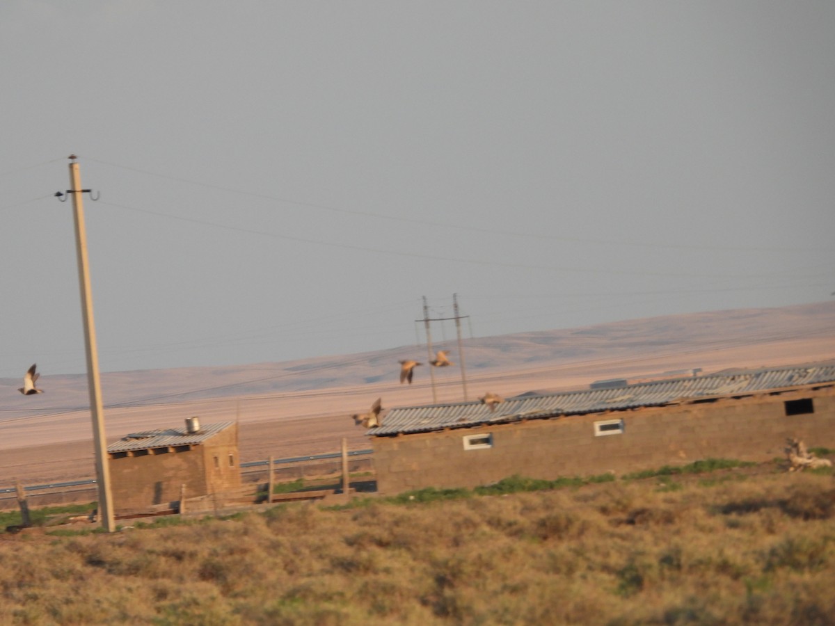 Black-bellied Sandgrouse - ML638349203