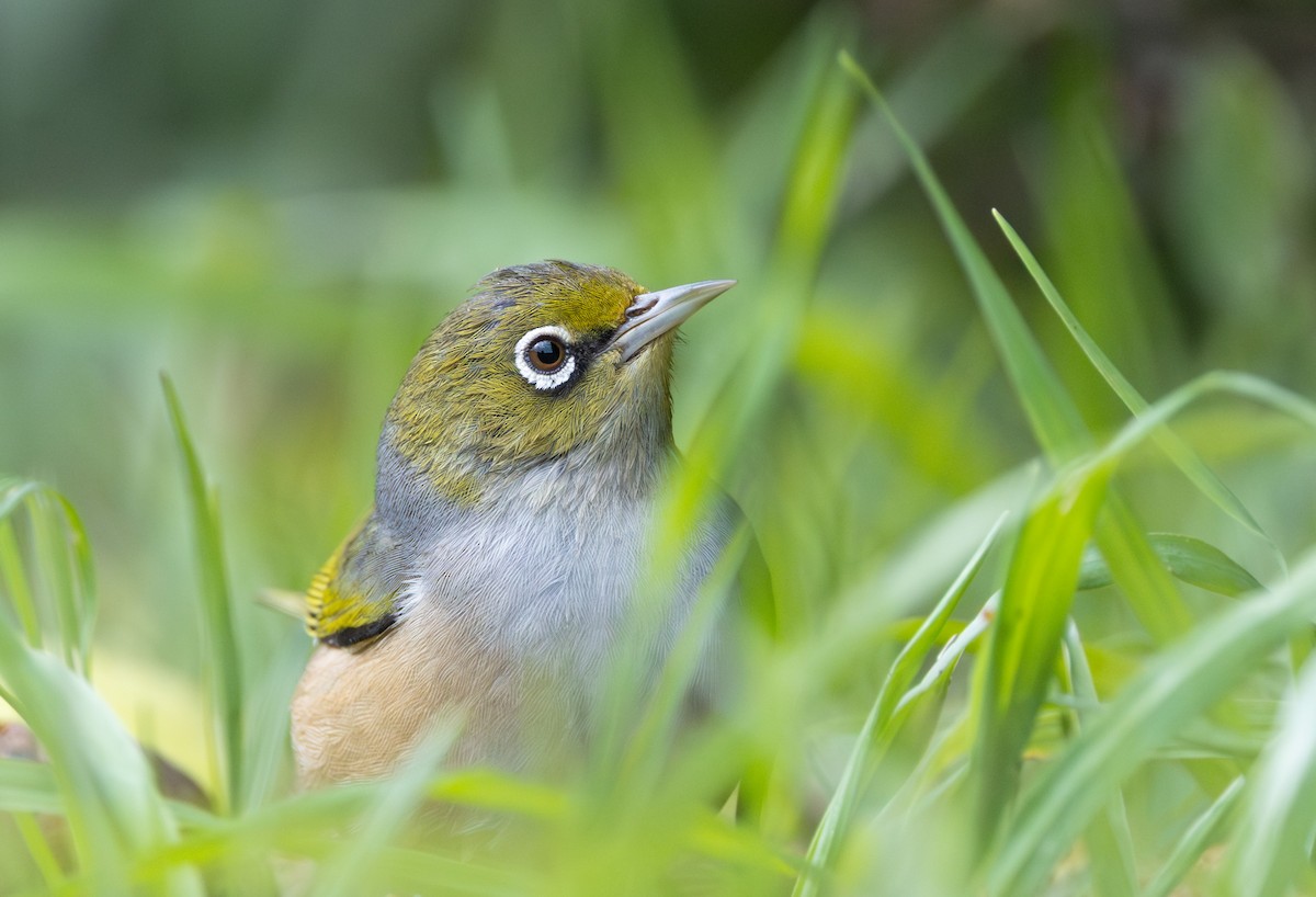Graumantel-Brillenvogel - ML638349204