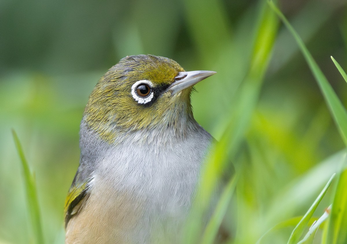 Graumantel-Brillenvogel - ML638349208
