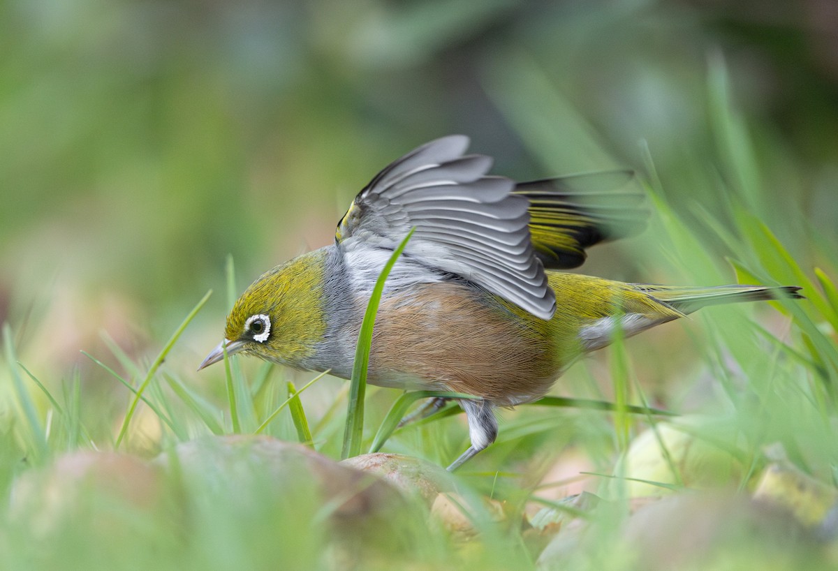 Graumantel-Brillenvogel - ML638349210