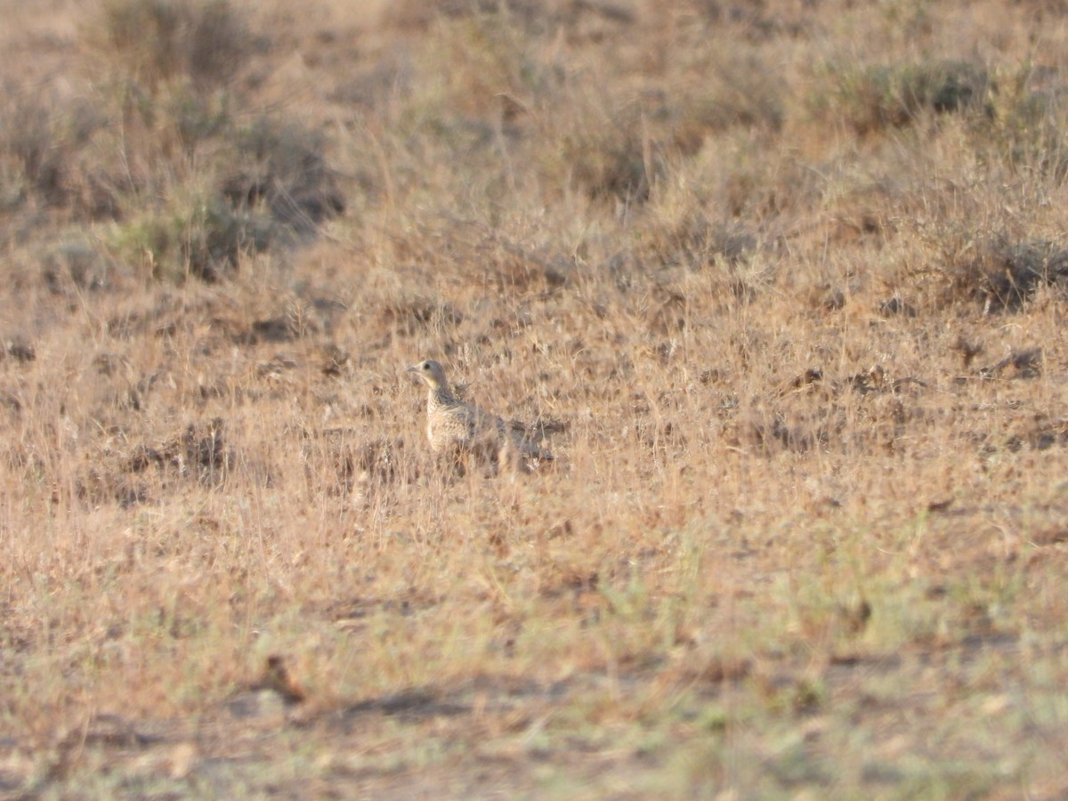 Black-bellied Sandgrouse - ML638349211