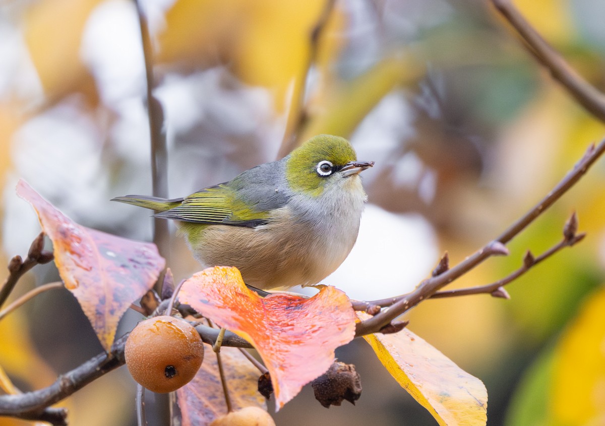 Graumantel-Brillenvogel - ML638349213