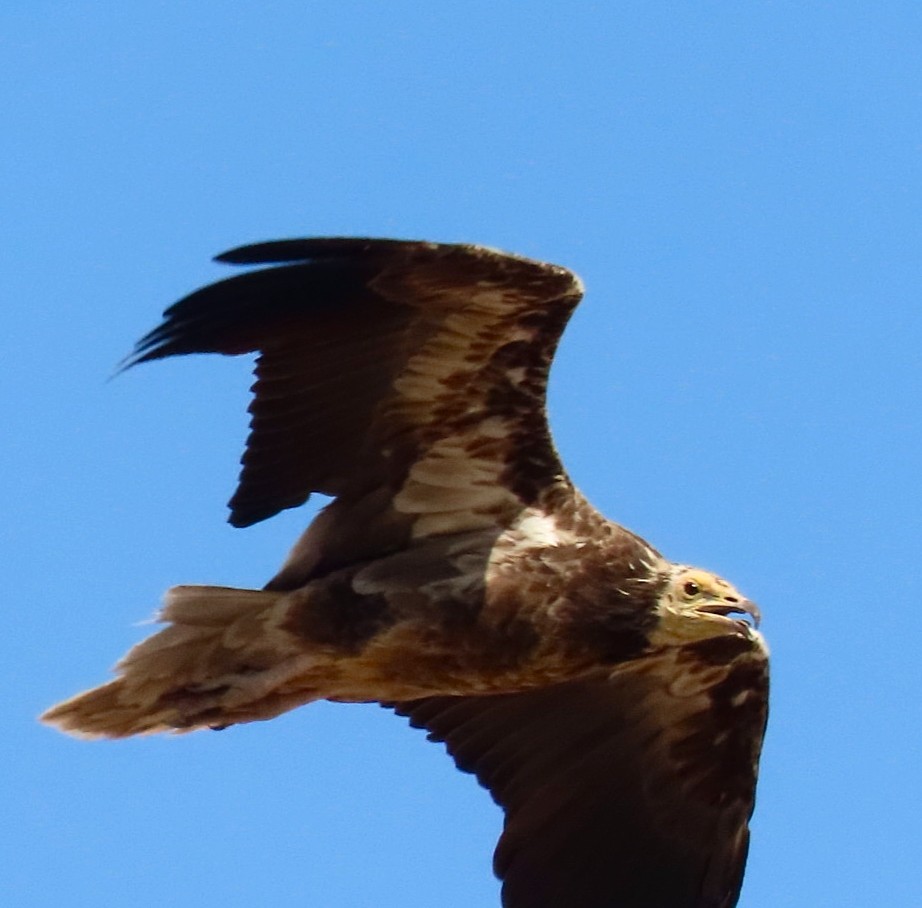 Egyptian Vulture - ML638349216