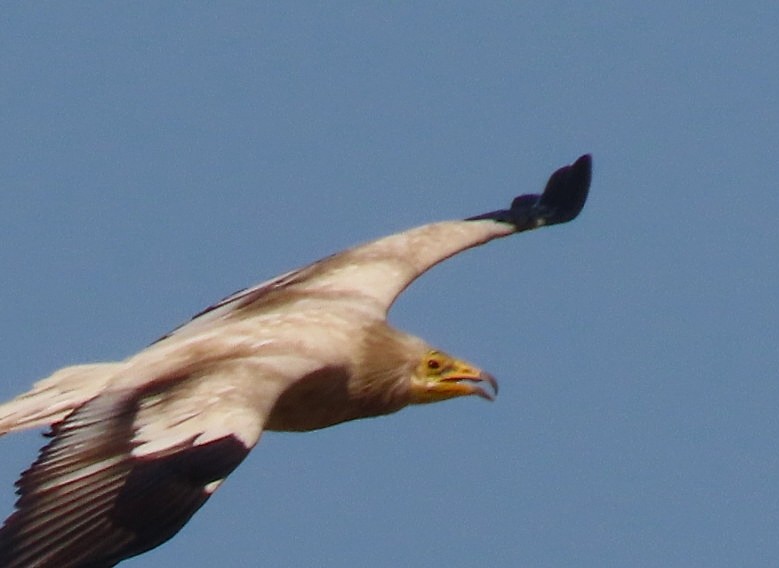 Egyptian Vulture - ML638349217