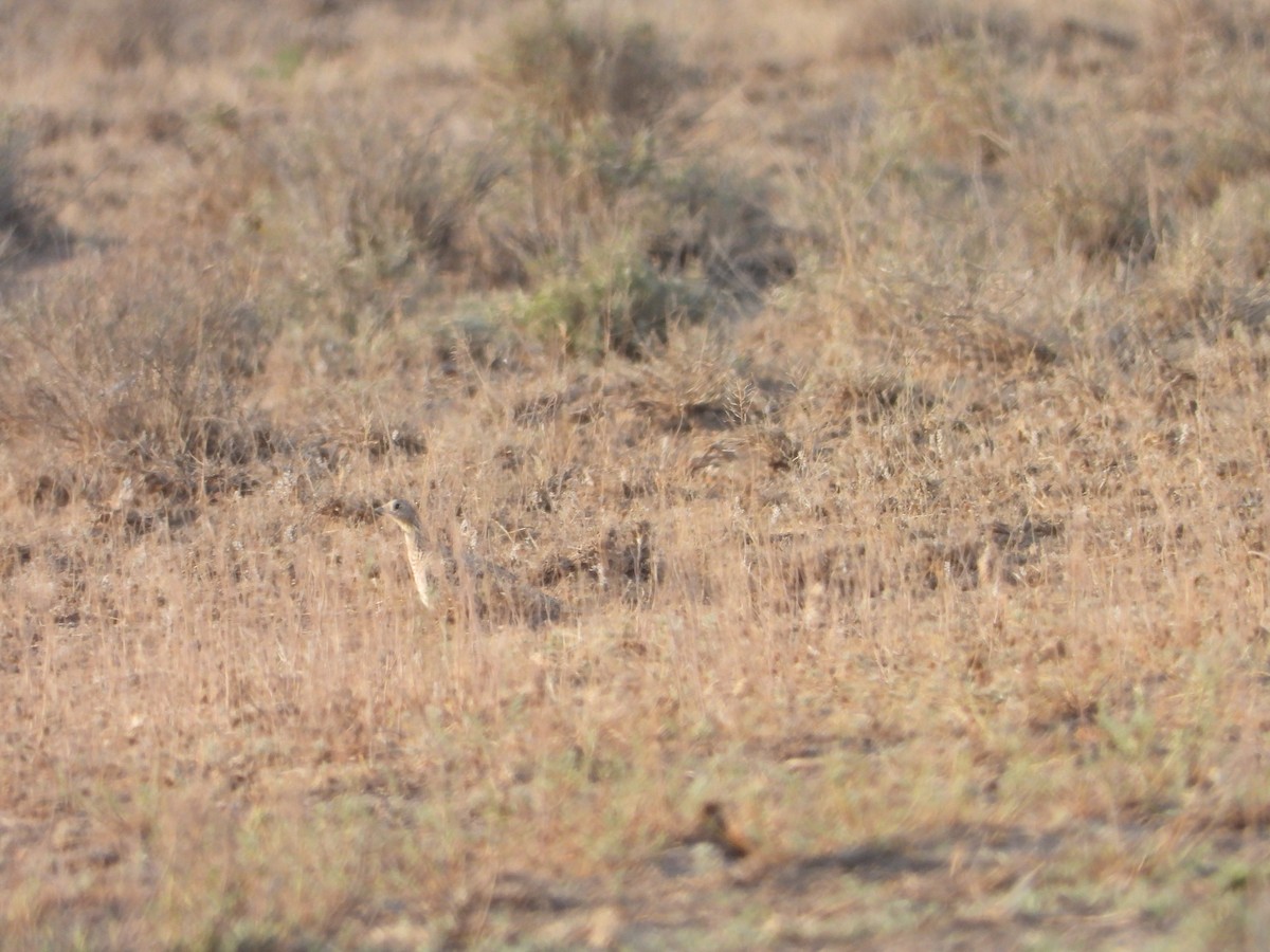 Black-bellied Sandgrouse - ML638349222