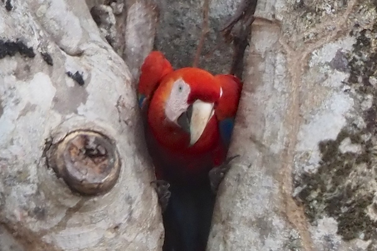 Scarlet Macaw - ML638349224