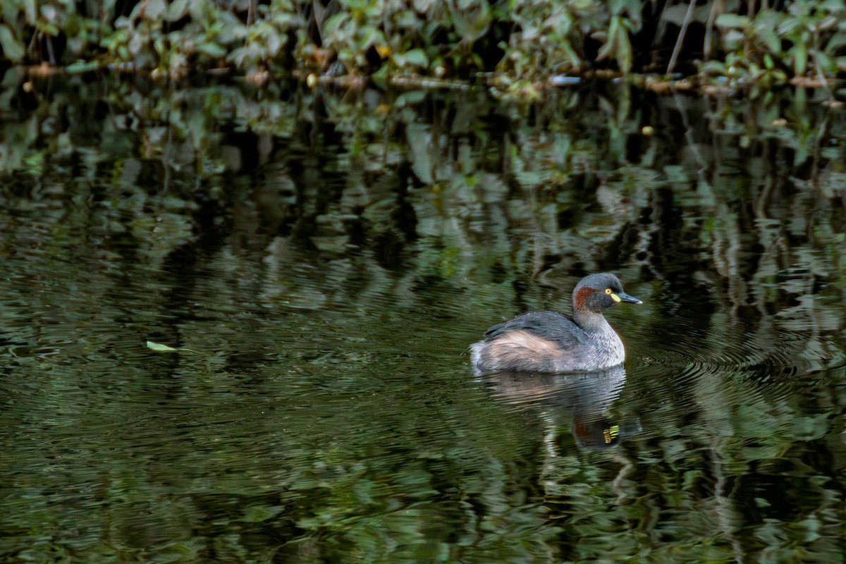 Australasian Grebe - ML638349225