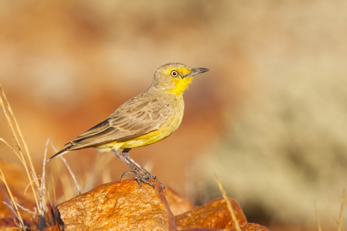 Gibberbird - ML638349227