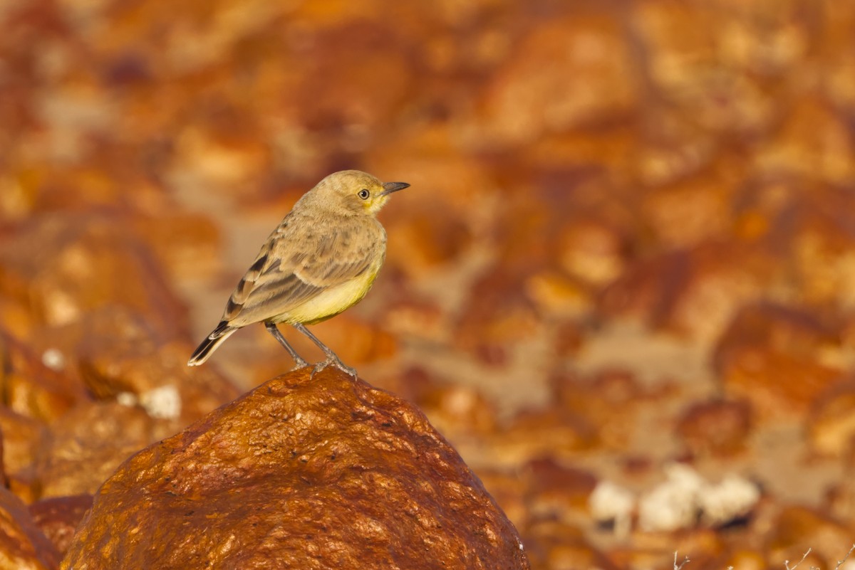 Gibberbird - ML638349244