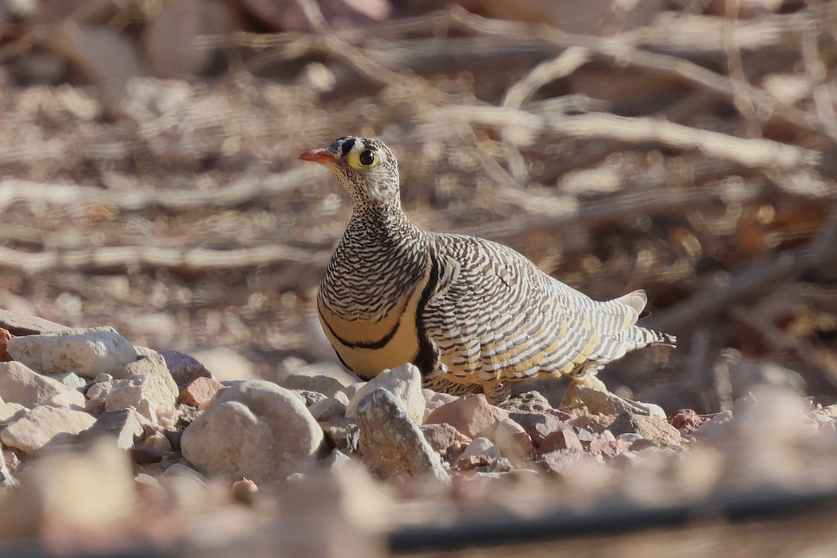 Lichtenstein's Sandgrouse - ML638349254