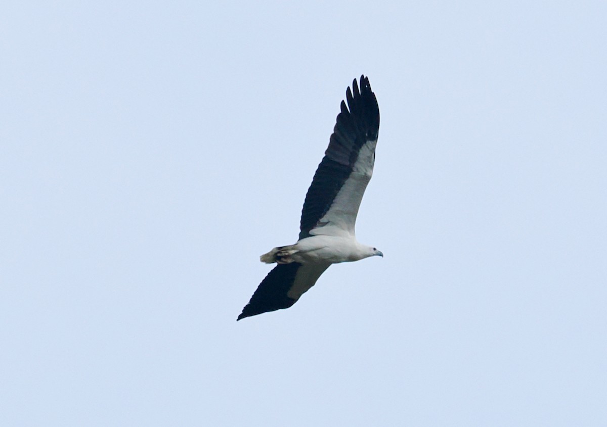 White-bellied Sea-Eagle - ML638349276