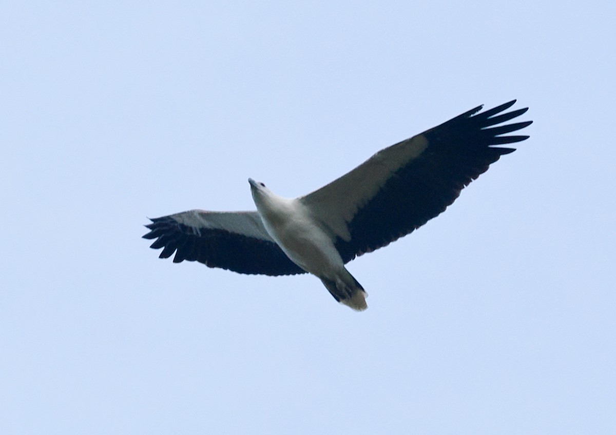 White-bellied Sea-Eagle - ML638349277