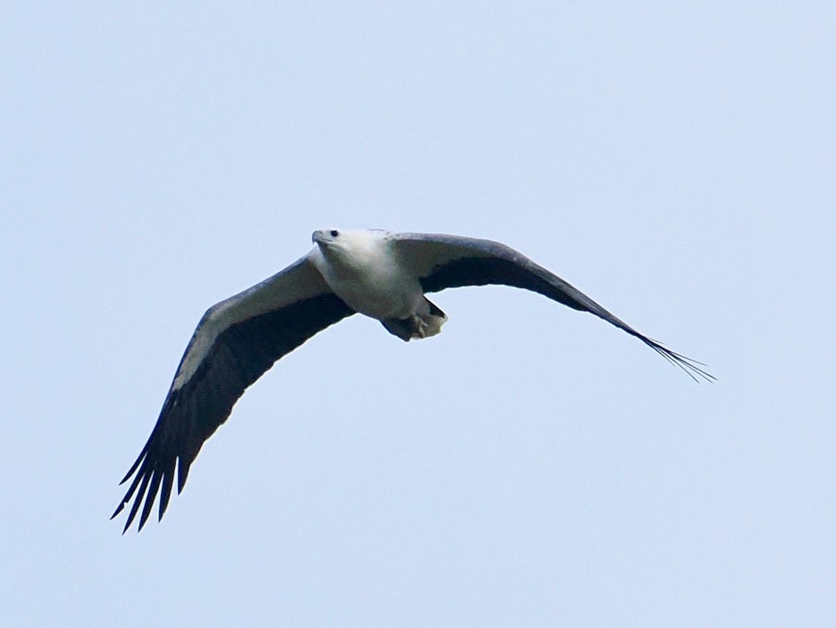 White-bellied Sea-Eagle - ML638349278