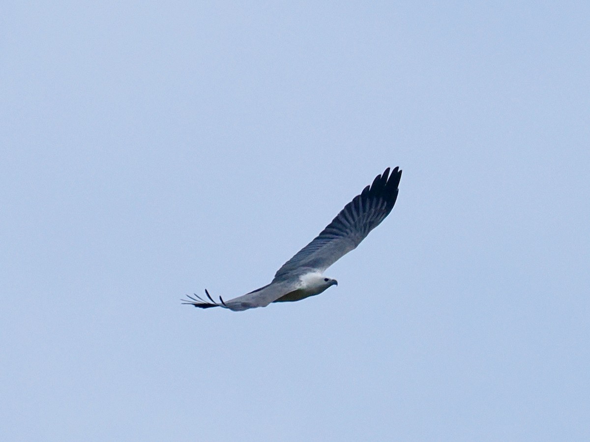 White-bellied Sea-Eagle - ML638349279