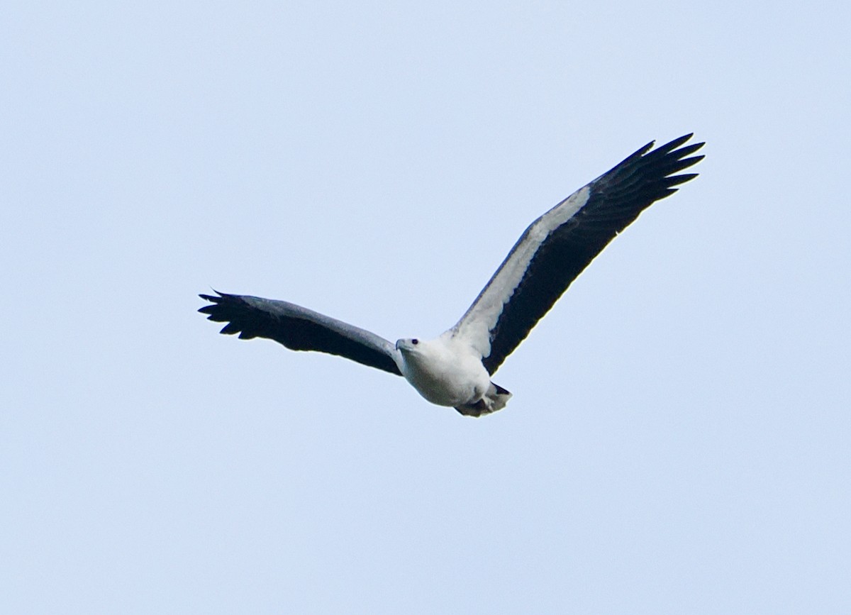 White-bellied Sea-Eagle - ML638349280