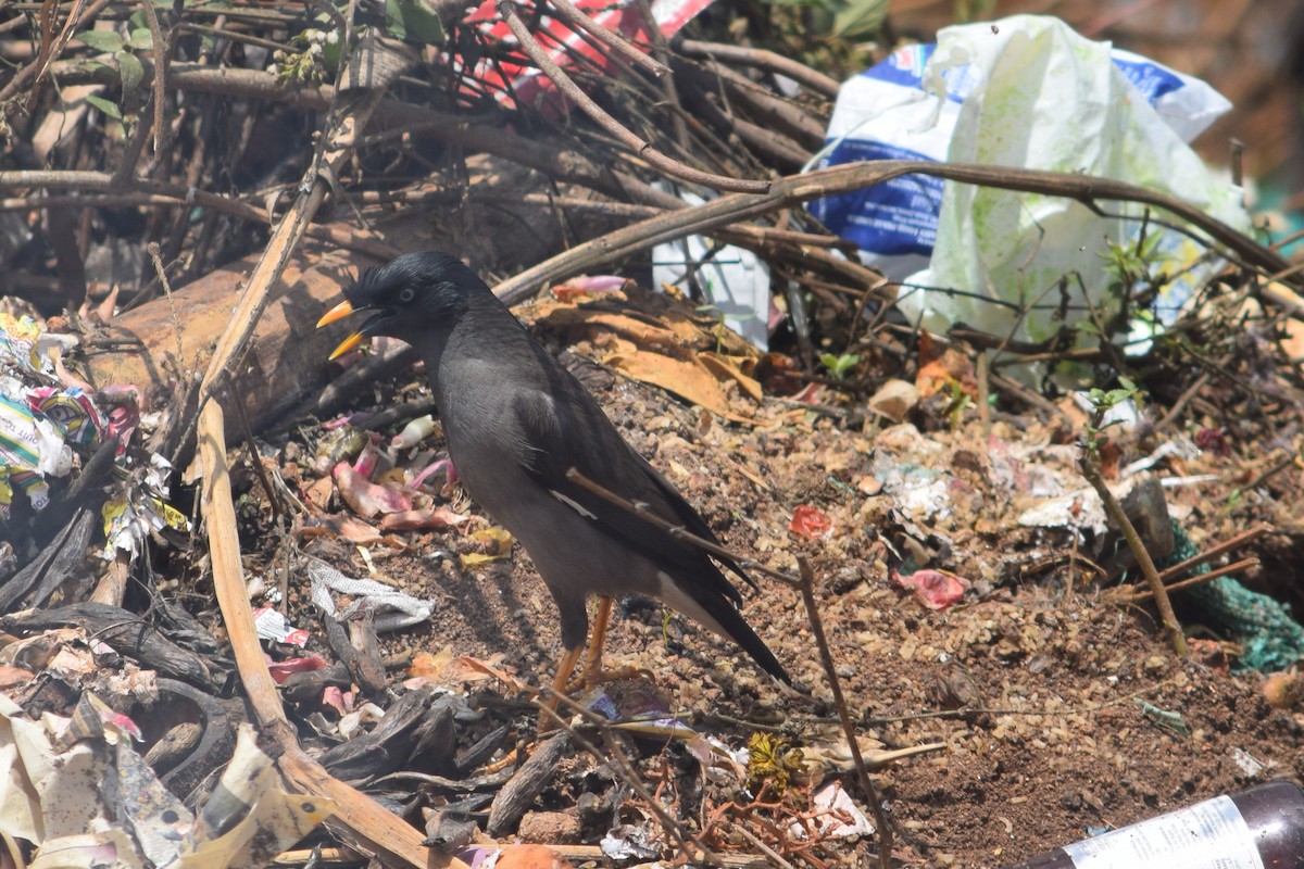 Jungle Myna - ML638349306