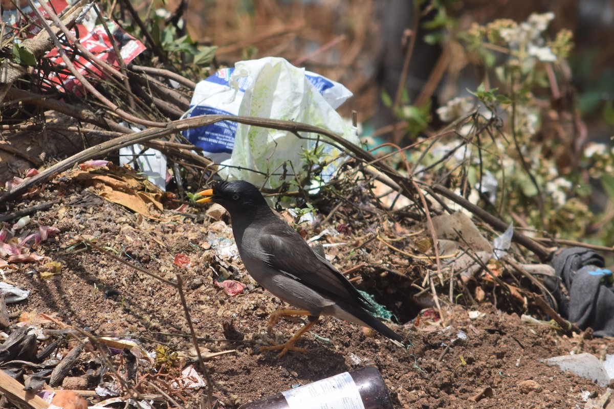 Jungle Myna - ML638349307