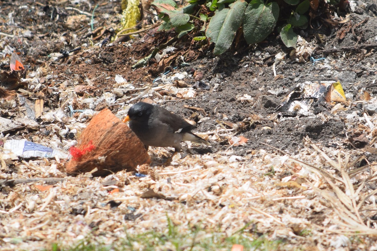 Jungle Myna - ML638349308