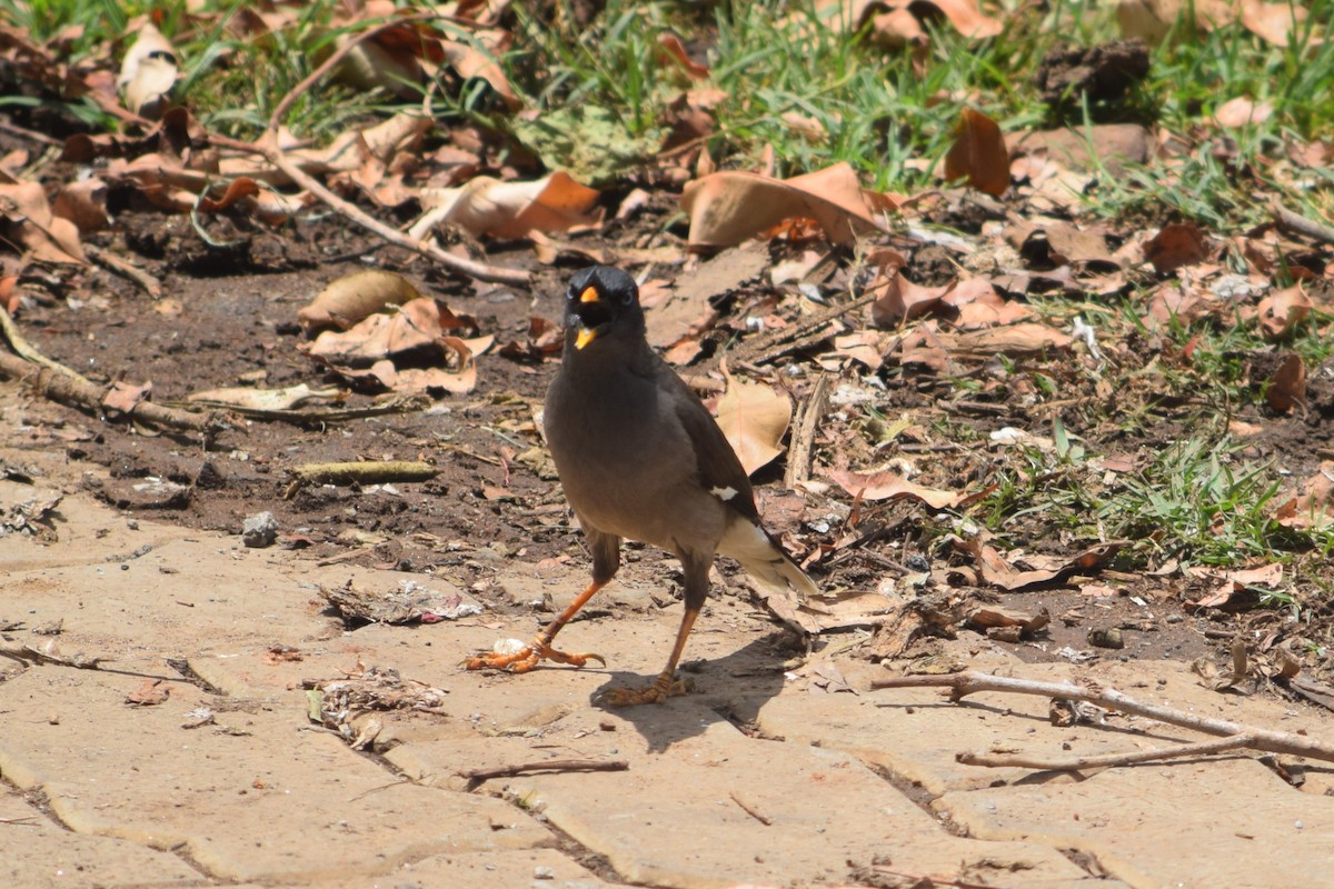 Jungle Myna - ML638349310