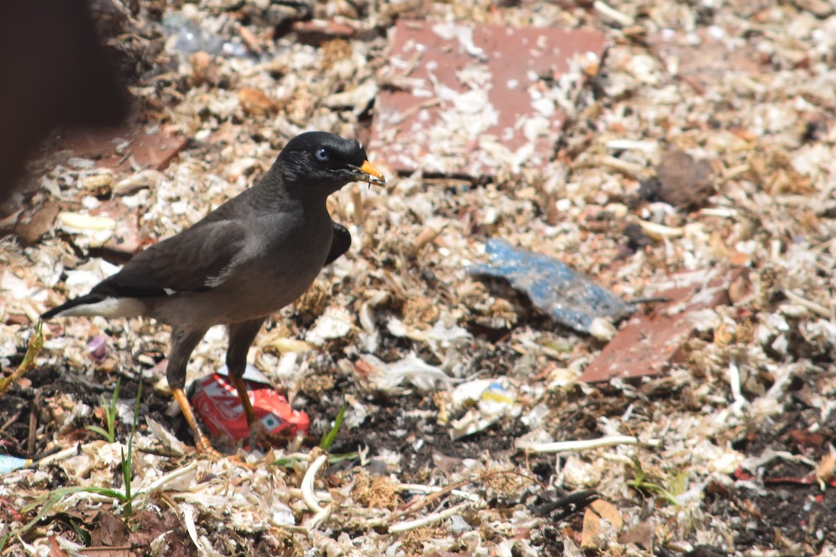 Jungle Myna - ML638349311