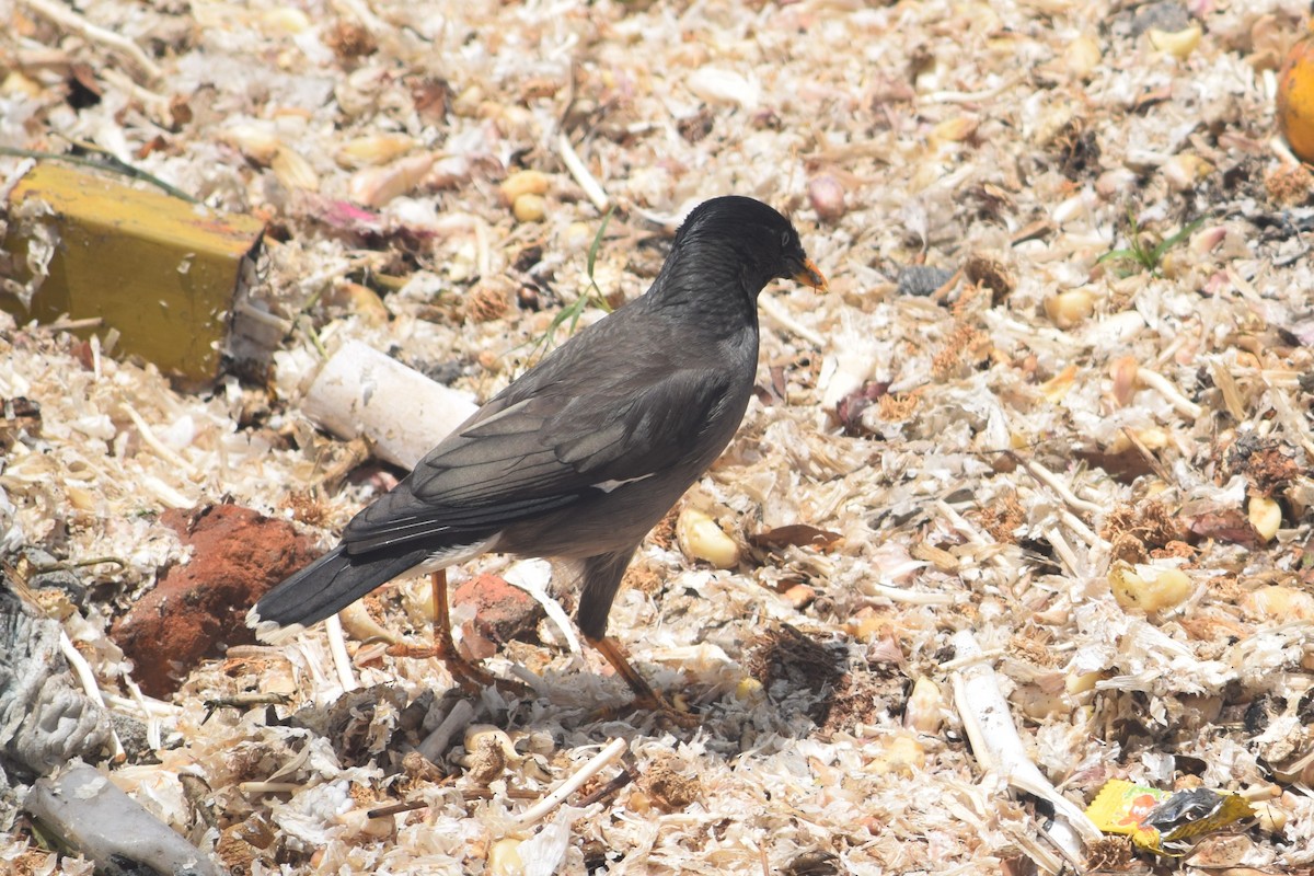 Jungle Myna - ML638349312