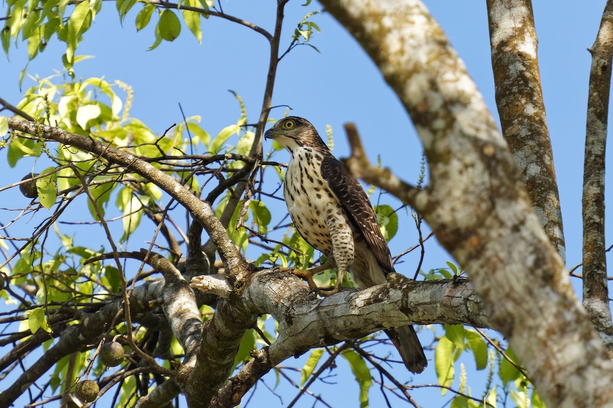 Crested Goshawk - ML638349322
